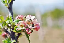 Dwarf Apple Plant