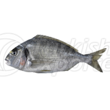 https://cdn.forie.com/storage/resize/images/products/0106e612-4a8b-48fc-8ffe-d53b9d36635c.png