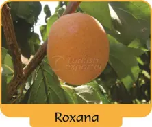 Roxana Apricot