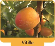 Kayısı Vitillo