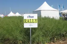 Rally Canola Seeds