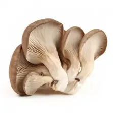 Oyster Mushroom - 5