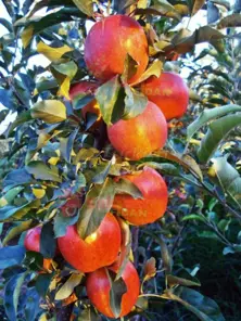 Dwarf Apple Plant