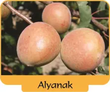 Apricot Alyanak