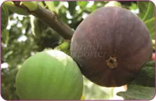 Fig Bursa Siyahi