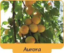 Apricot Aurora