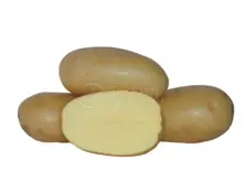 Batata comestível AGRIA