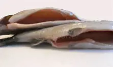 سمك السلمون المرقط