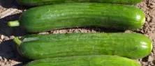 Basak Cucumber Seeds