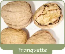 Walnut Franquette