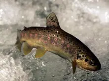 Salmon and Trout Production