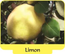 Айва Limon