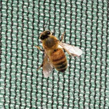 النحل النحل
