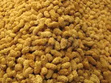 dried Mulberry
