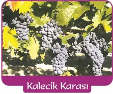 Asma Kalecik Karası