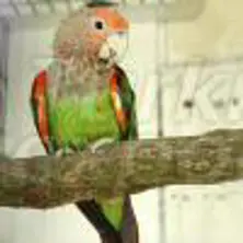 Papagaio papagaio cabo