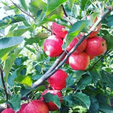 retoño de manzana
