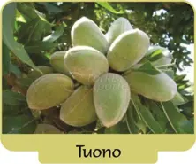 Almond Tuono