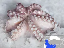 Fresh Cooled Octopus