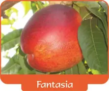 Nectarine Fantasia