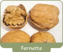 Walnut Fernette