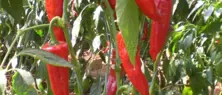Albayrak Pepper Seeds