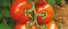 Cetin Tomato Seeds