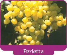 Виноград Perlette