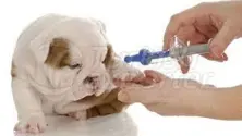 Pets Vaccine