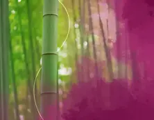 Bamboo Sünger