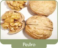 Walnut Pedro