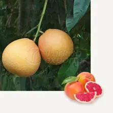 Grapefruit Rio Red
