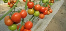 Beton Tomato Seeds