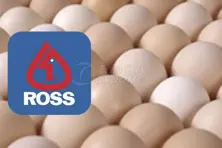 Hatching Egg -Ross308