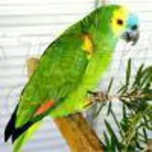 Papagaio da Amazônia de frente azul