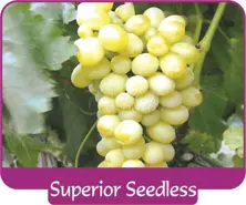 Виноград Superior Seedless