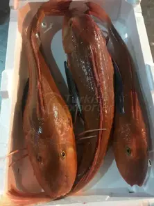 Kırlangıç Balığı