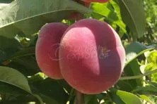 Paraguay Peach