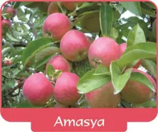 Elma Amasya