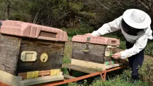 منتجات النحل