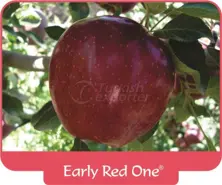 Apple Early Red One
