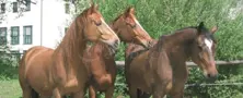Elevage de chevaux