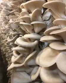 Oyster Mushroom - 3