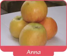 Яблоко Anna