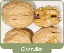 Walnut Chandler