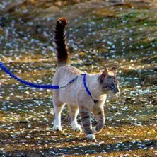 Easy Walk Cat Harness Mavi 23 - 28 Cm Small Cat Leash - Keewchkgtms