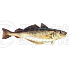 Mezgit Balığı
