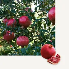 Hicaz Wonderful Pomegranate