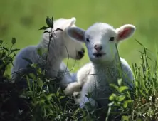 Lamb Starter Feeds