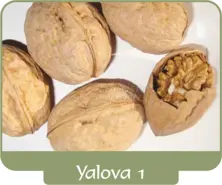 Walnut Yalova 1